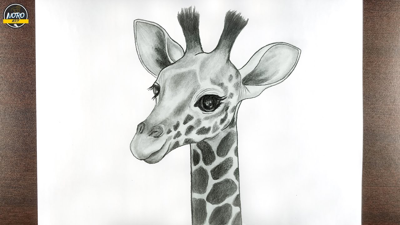 giraffe drawings