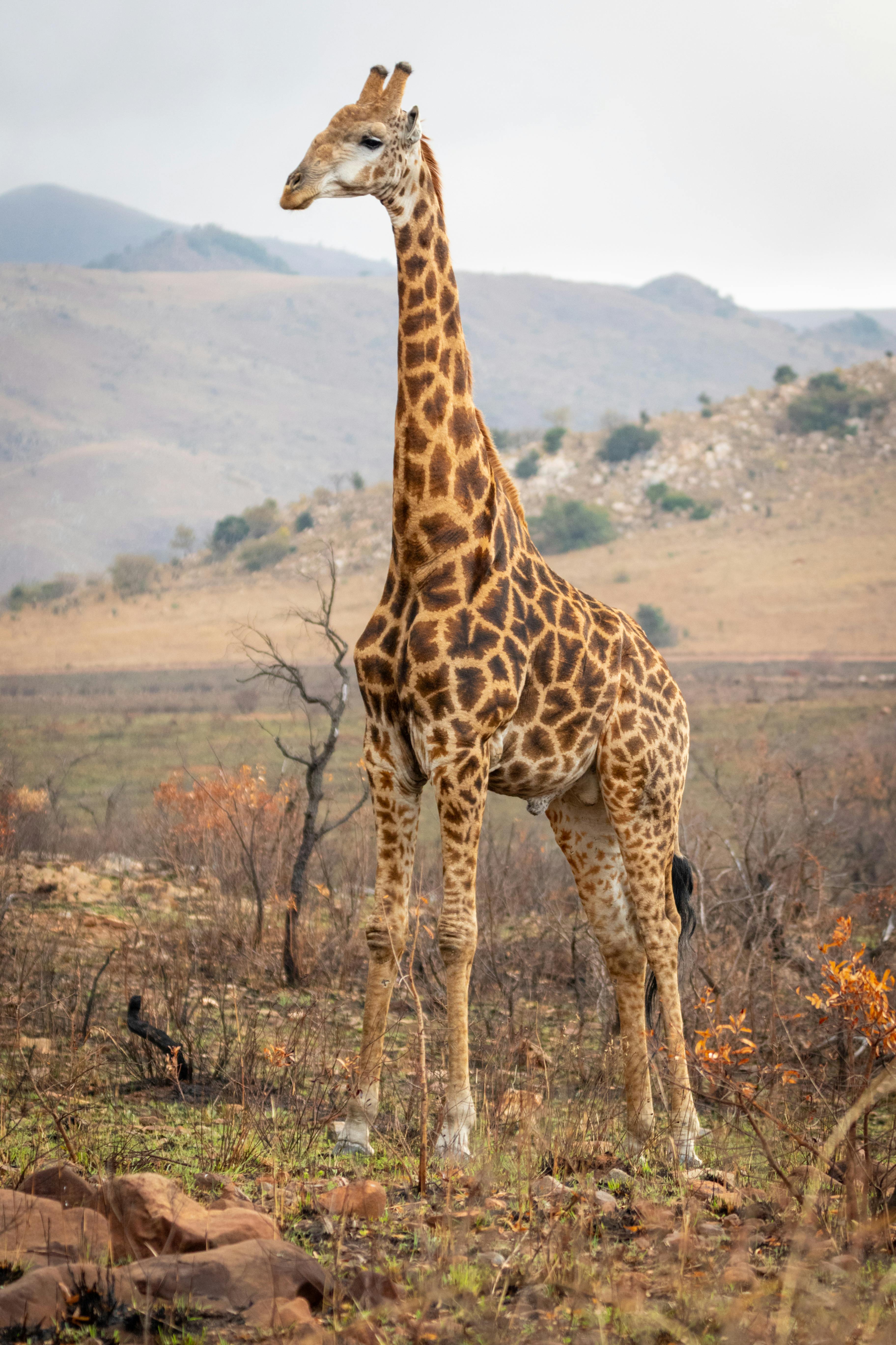 giraffe photographs