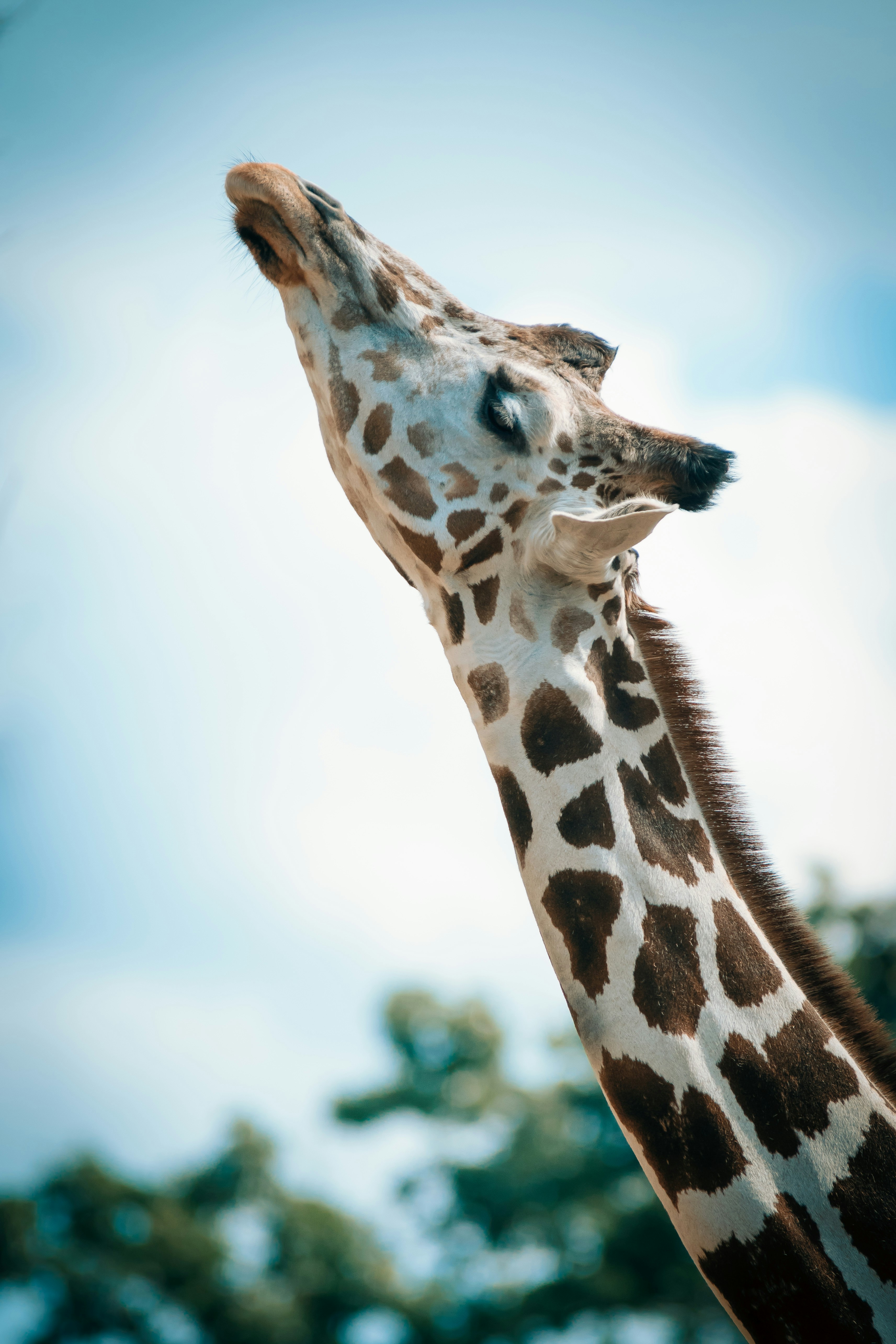 500+ Giraffe Pictures [HD] | Download Free Images on Unsplash
