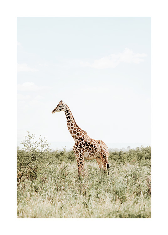 giraffe print pictures
