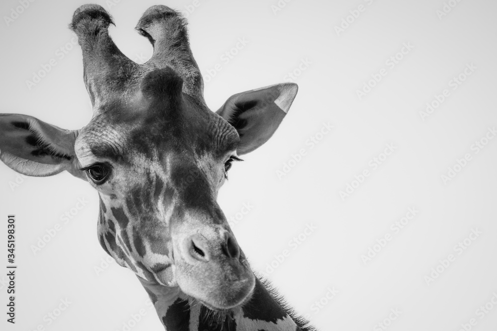 Poster, Wandbilder Solo Giraffe, 40x26.7 cm