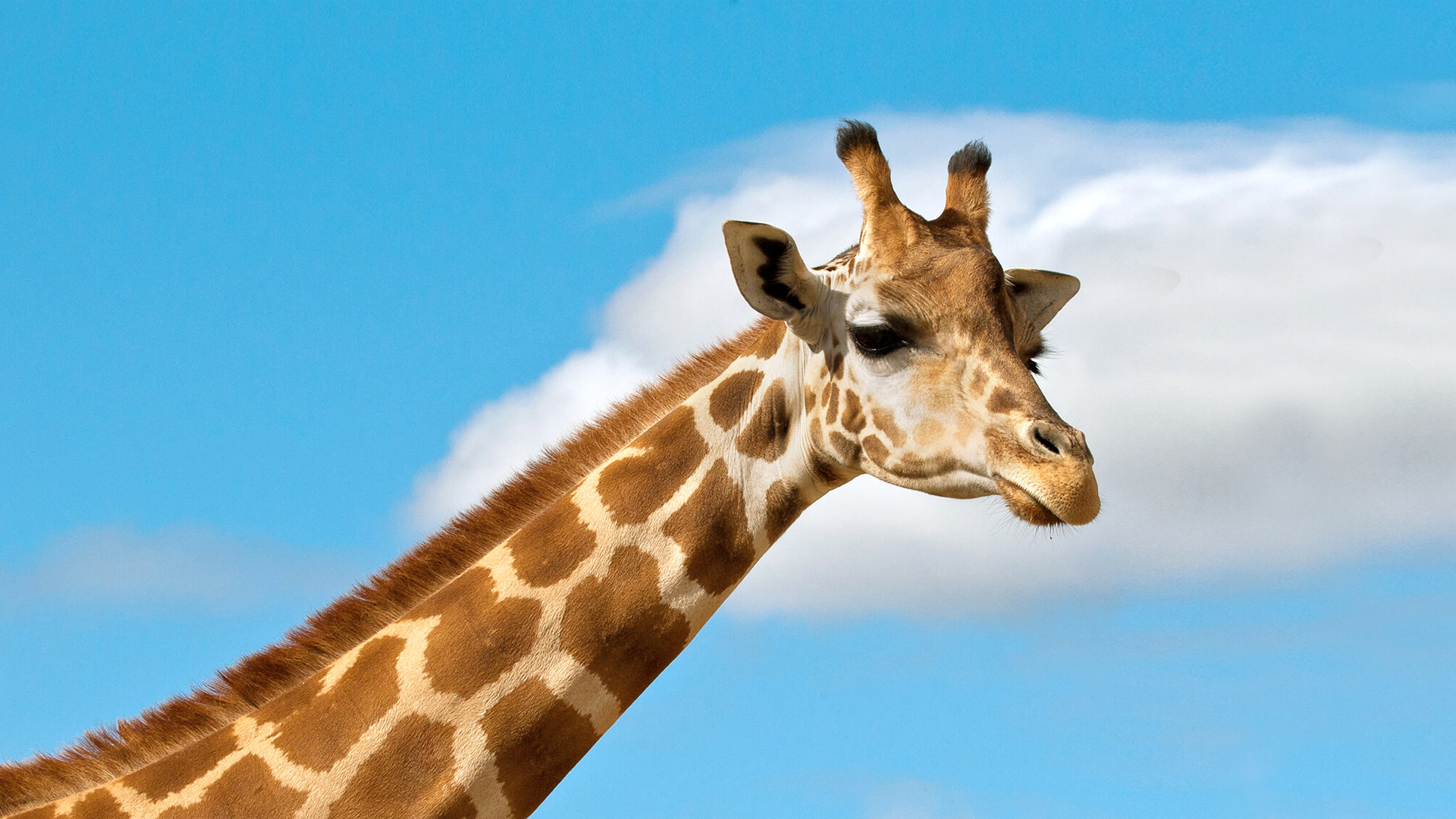 Giraffe | San Diego Zoo Animals &amp; Plants