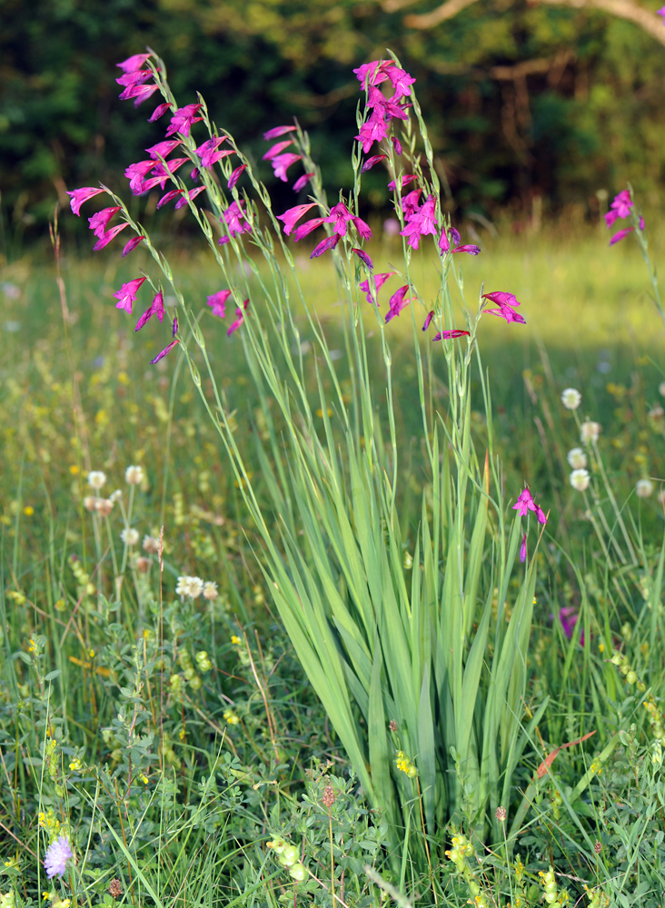 World Plants: Plant List