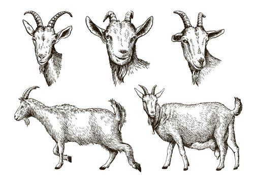 Goat Illustration Images – Browse 209,841 Stock Photos, Vectors ...