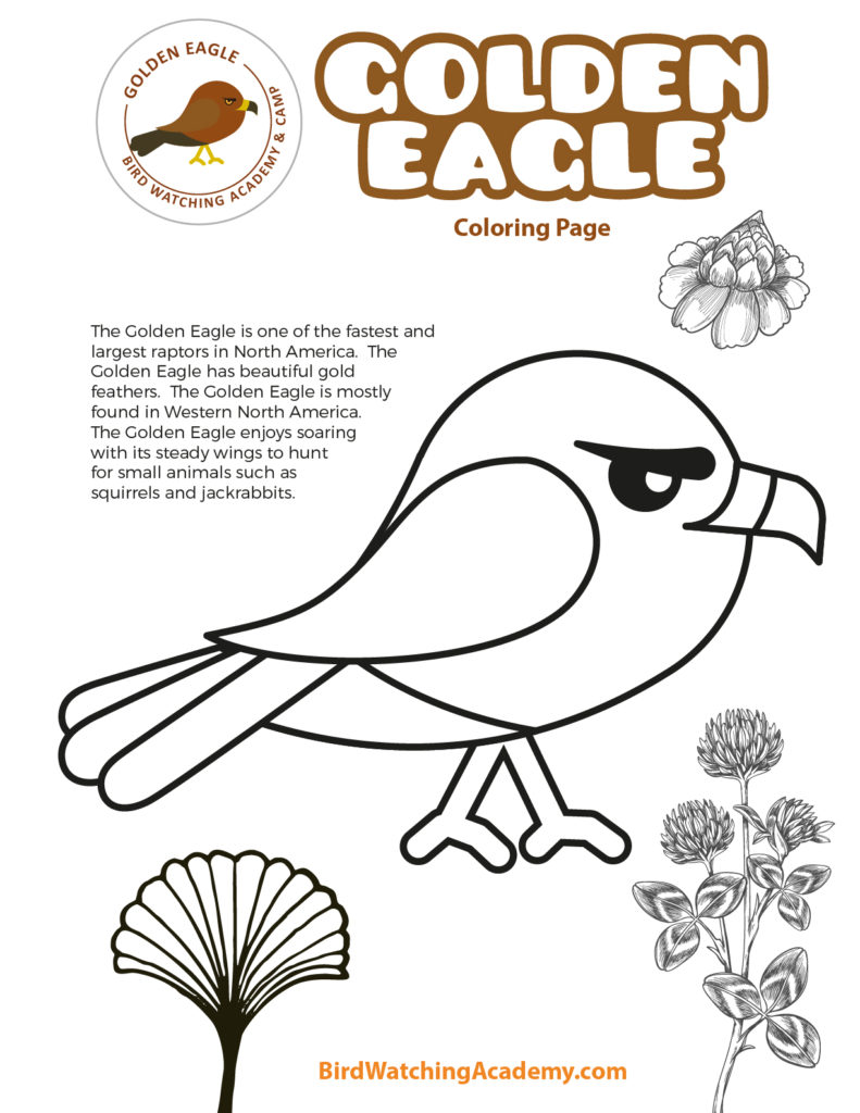 golden eagle coloring page
