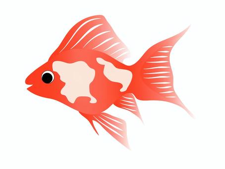 goldfish fair cliparts