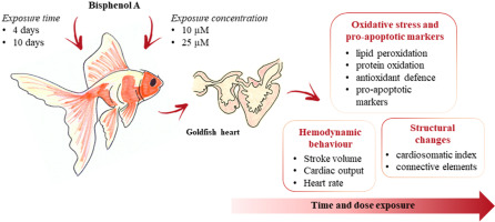 goldfish hearts