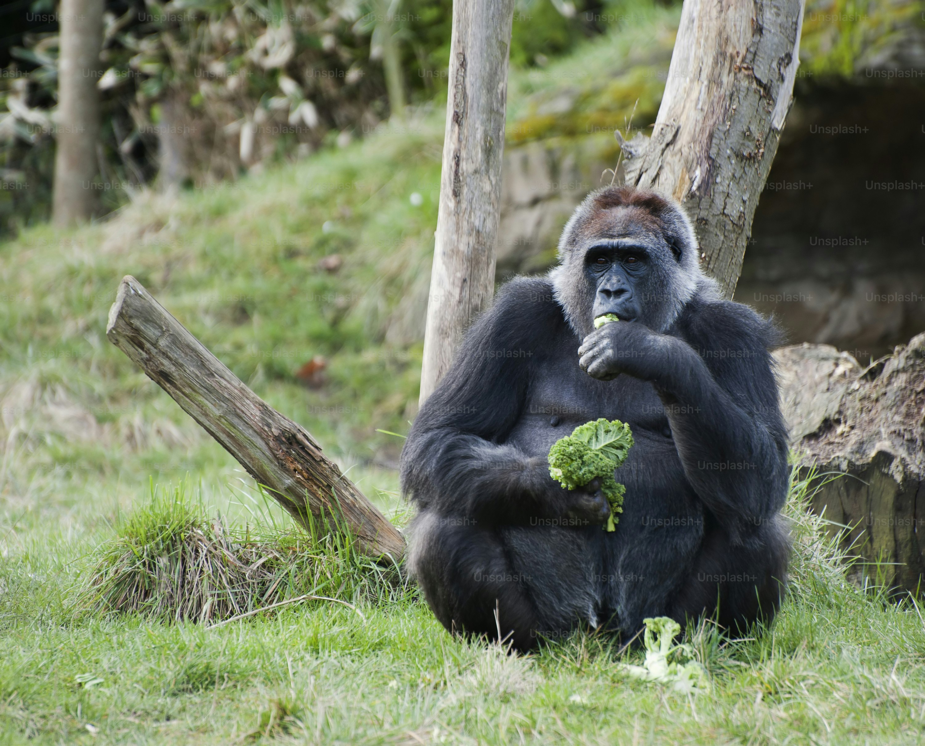 500+ Gorilla Pictures | Download Free Images on Unsplash