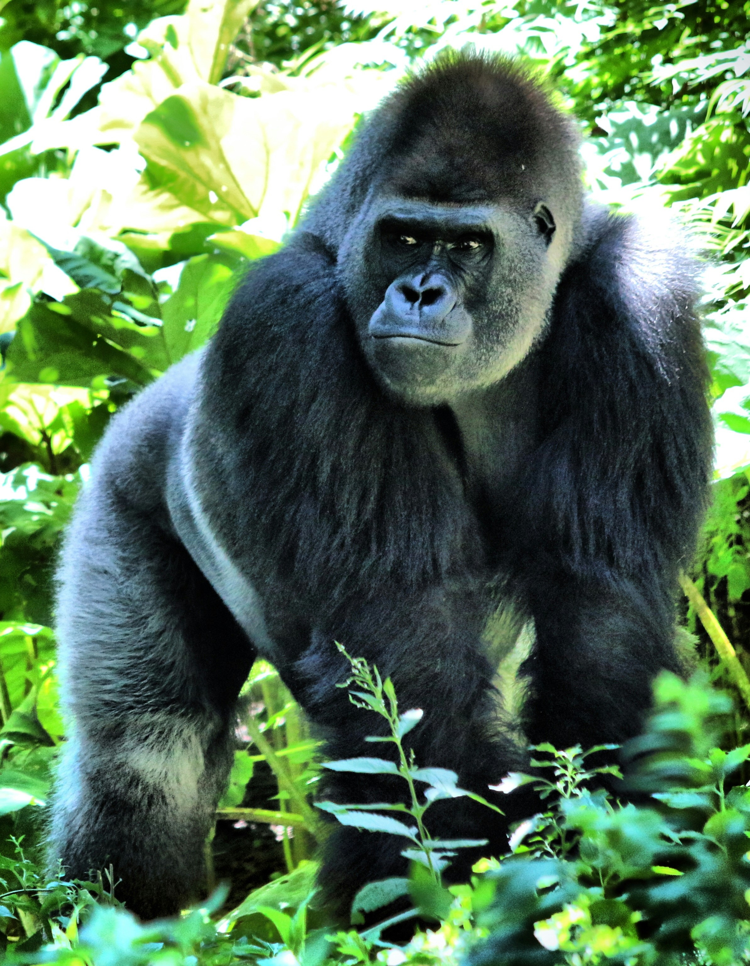 gorilla images free