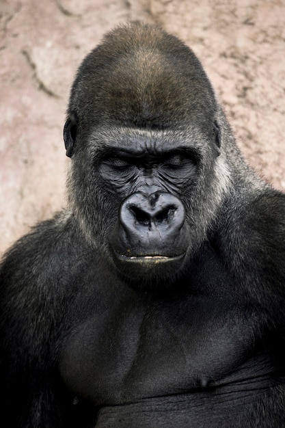 Gorilla Images - Free Download on clipart library
