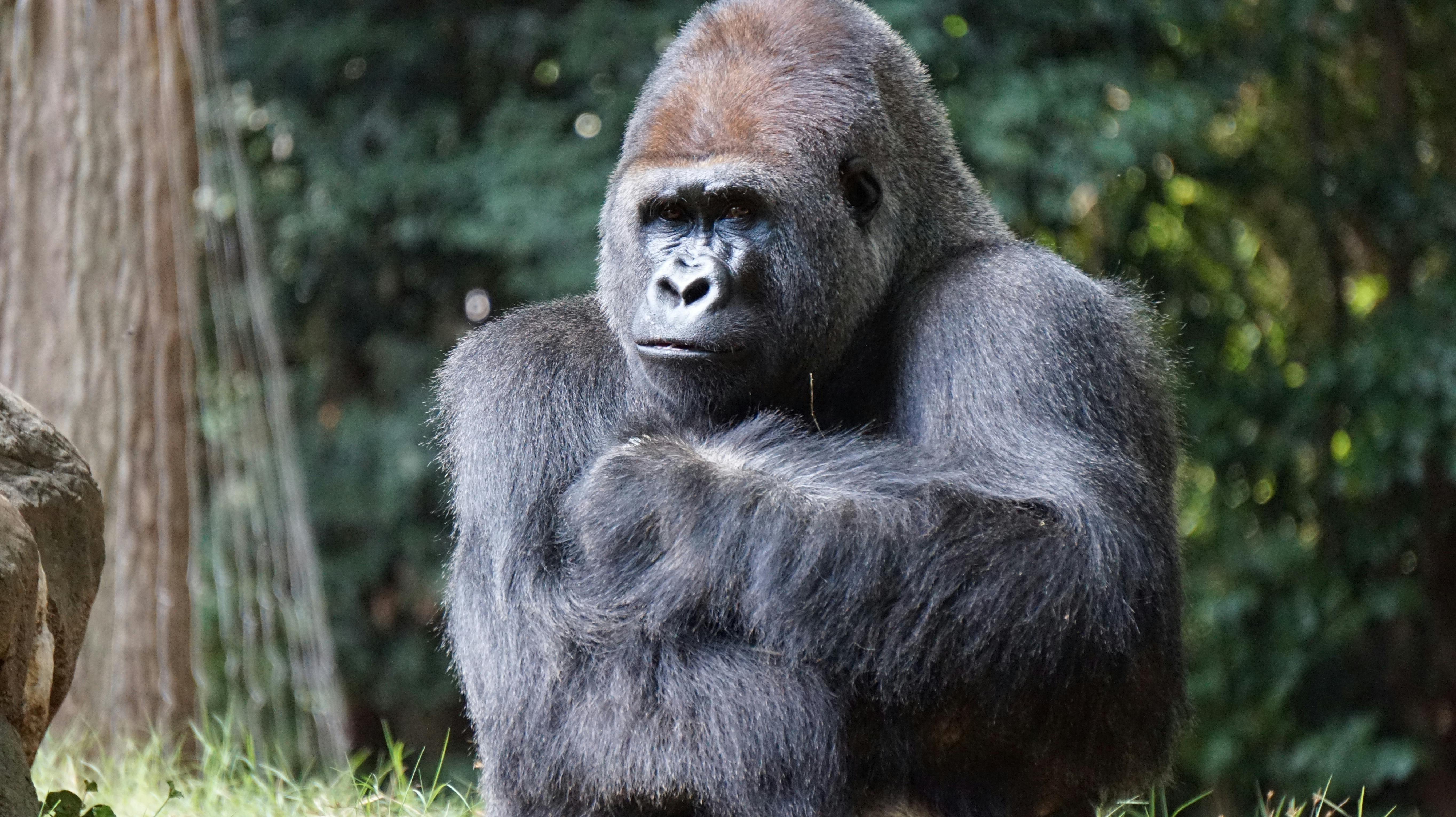 Gorilla Photos, Download The BEST Free Gorilla Stock Photos &amp; HD ...