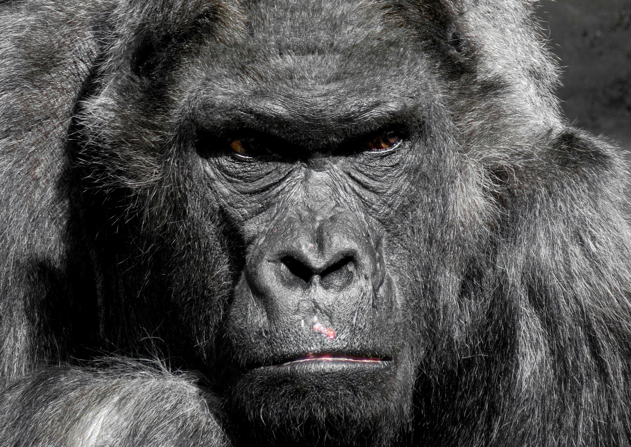 Gorilla Photos, Download The BEST Free Gorilla Stock Photos &amp; HD ...
