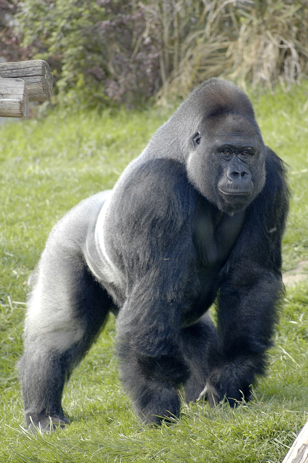 gorillas
