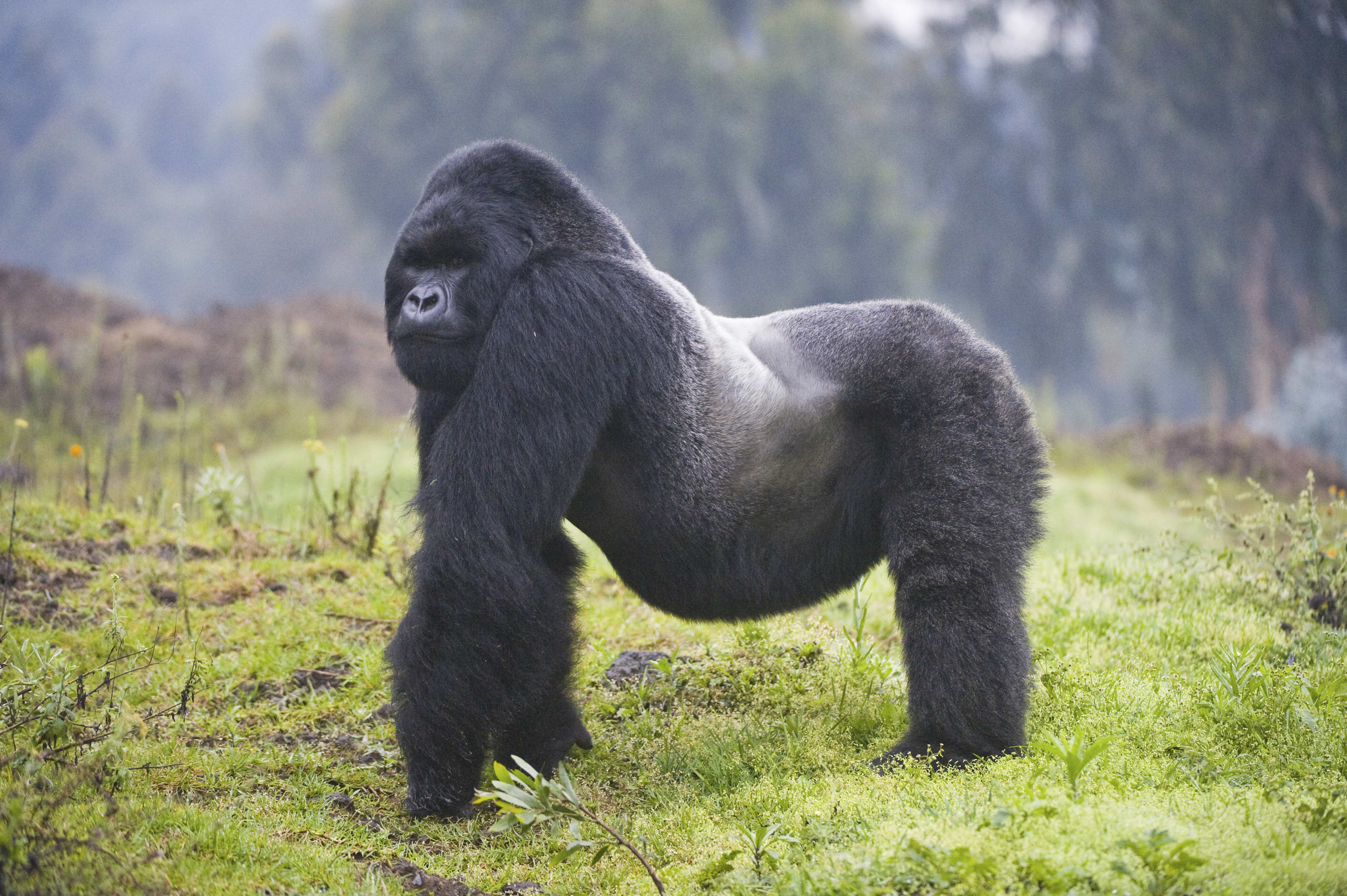 Gorilla guide: where they live, diet, and conservation - Discover ...