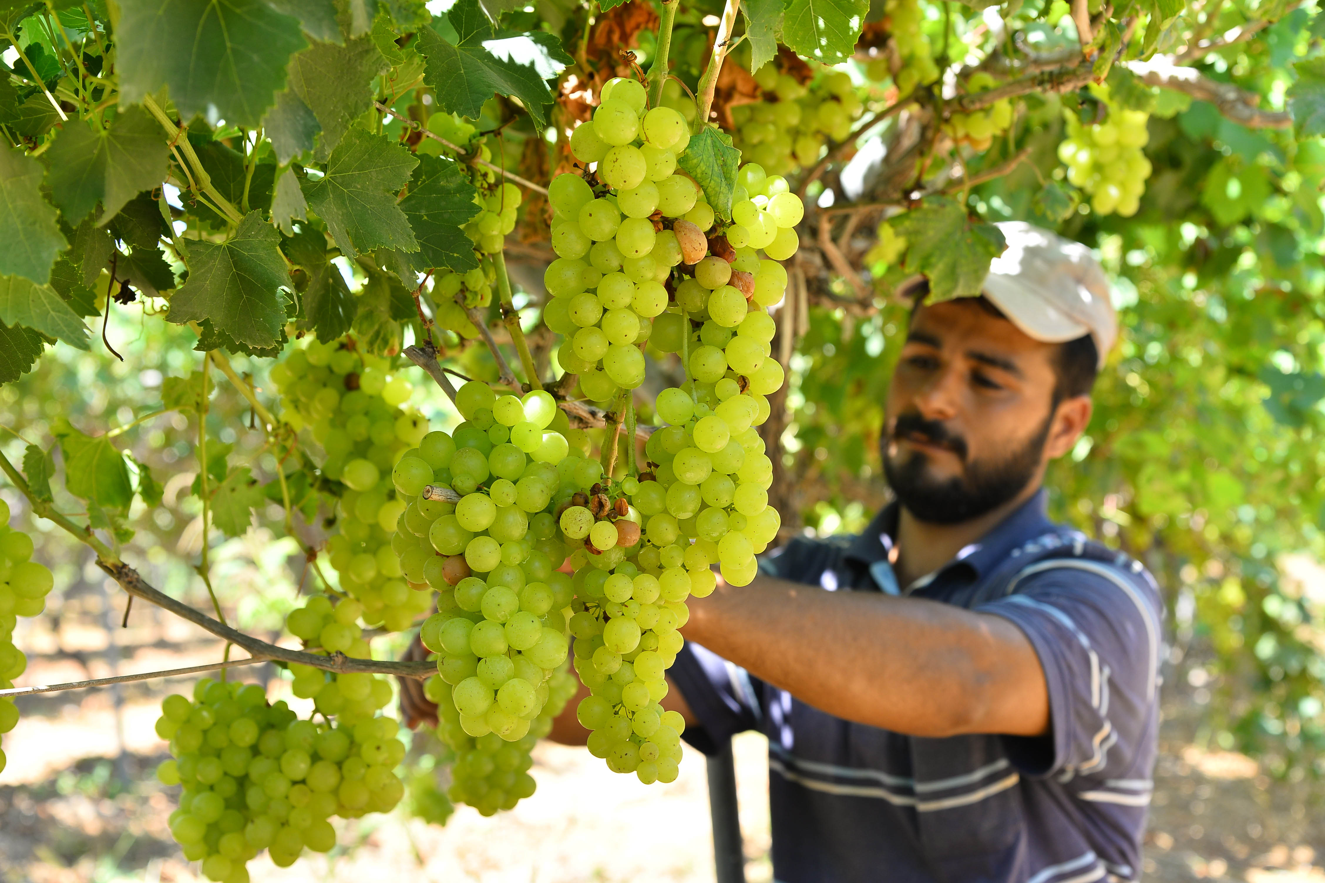 Feature: Grape farmers lose harvest in Gaza Strip - Xinhua ...