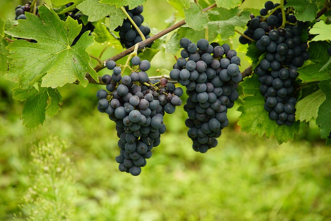 7,000+ Free Grapes Pictures and Images in HD - Pixabay