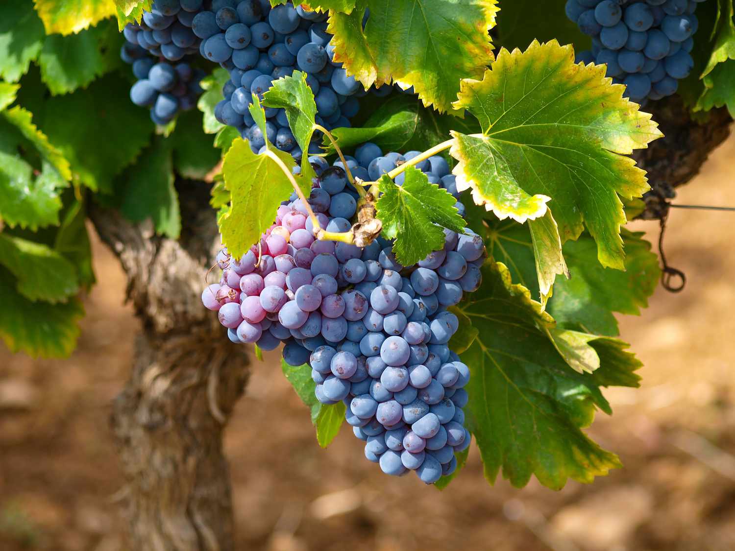 How to Harvest and Preserve Fresh Grape Leaves