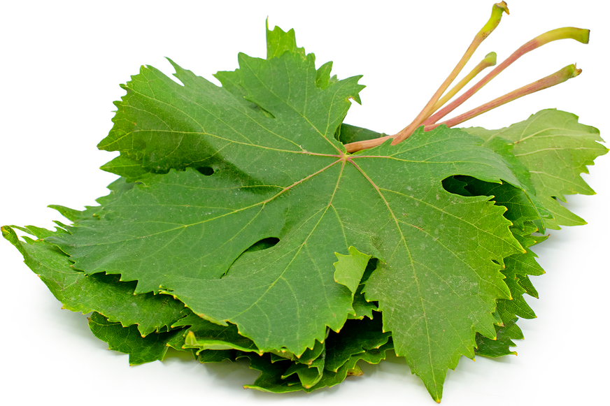 Grape Leaves Information and Facts