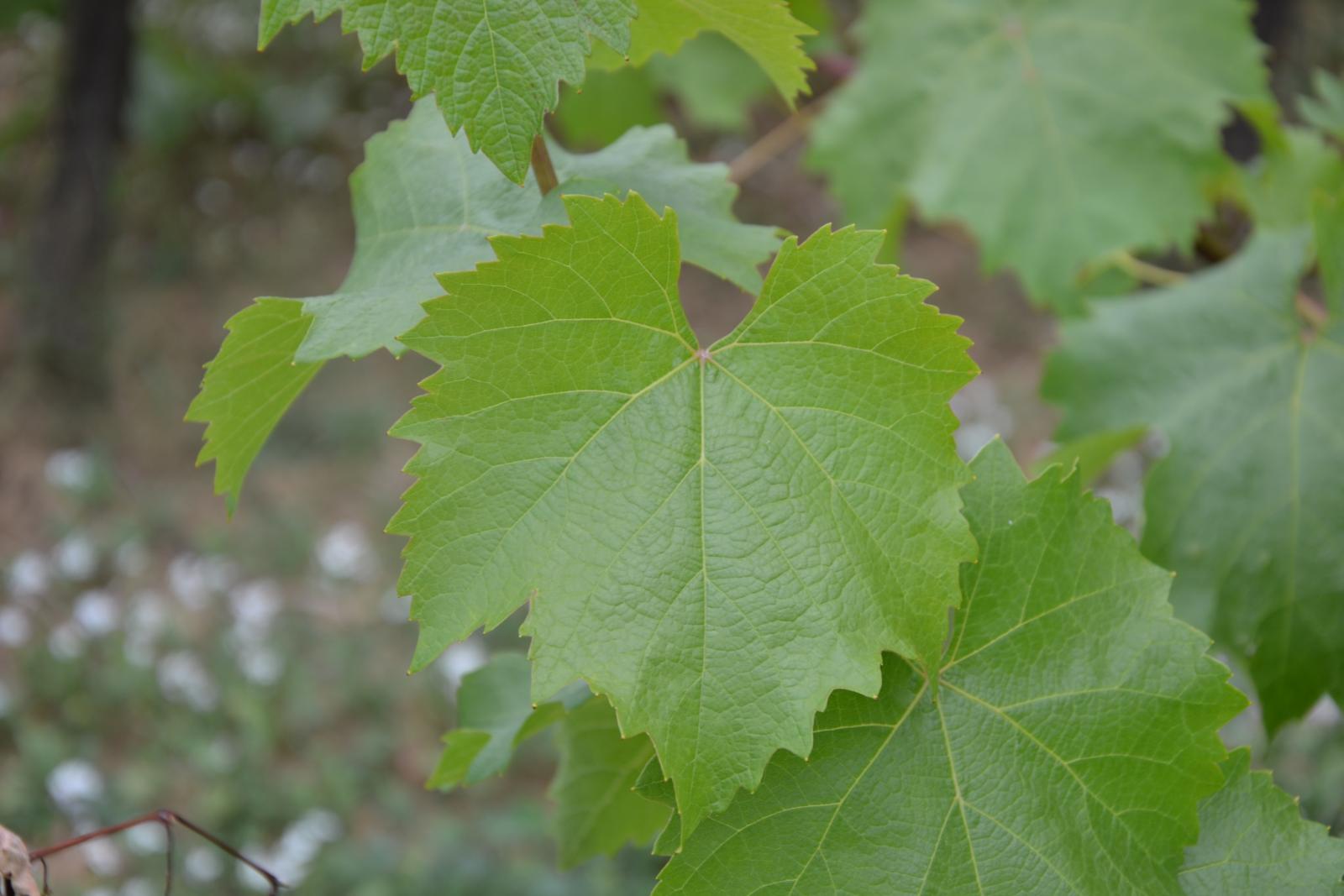 Grape leaves and vine shoots | Feedipedia