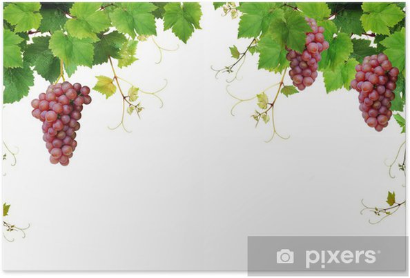 Poster Grapevine border with pink grapes - PIXERS.CO.NZ