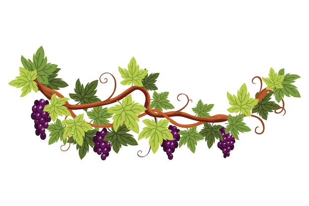 Grape Vine Clipart Images - Free Download on clipart library