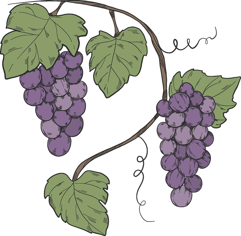 Grapevine - Free vector clipart images on clipart library.com