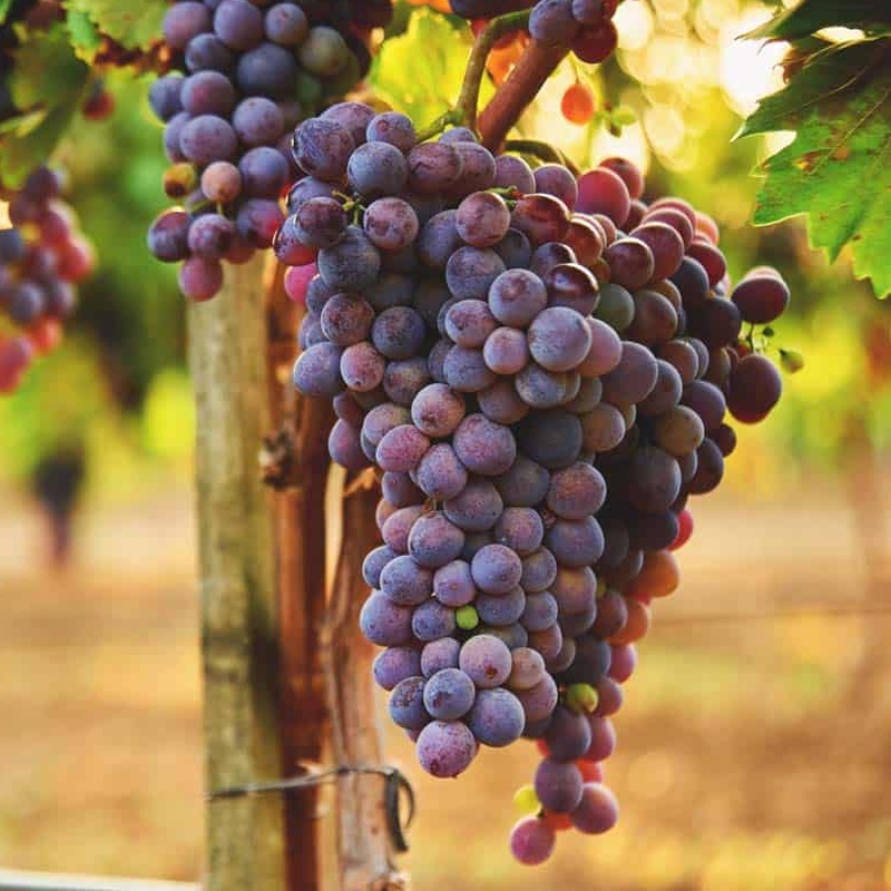 Concord Bunch Grapevines For Sale at Ty Ty Nursery