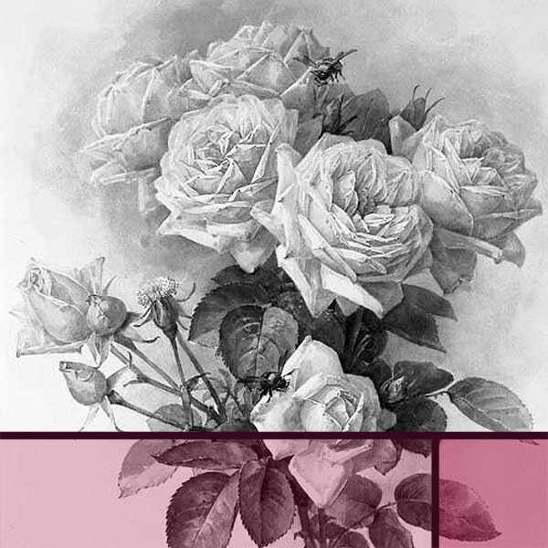 graphics of roses