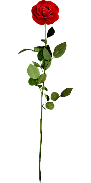 graphics of roses