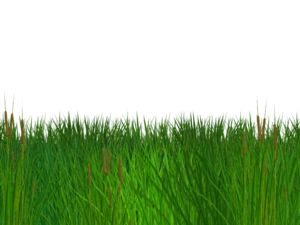 grass border cliparts