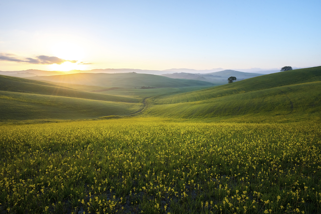 Spring Grass Field