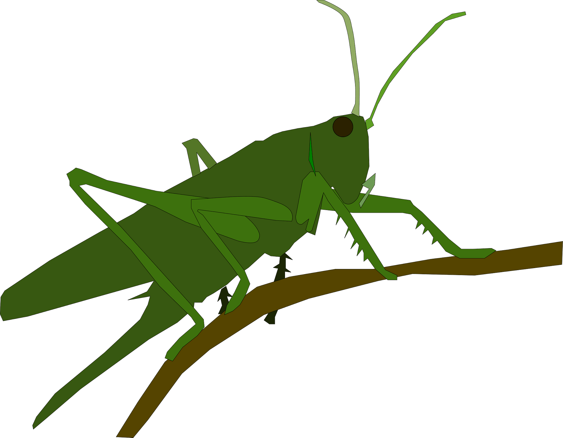 Grasshopper - Free vector clipart images on clipart library.com