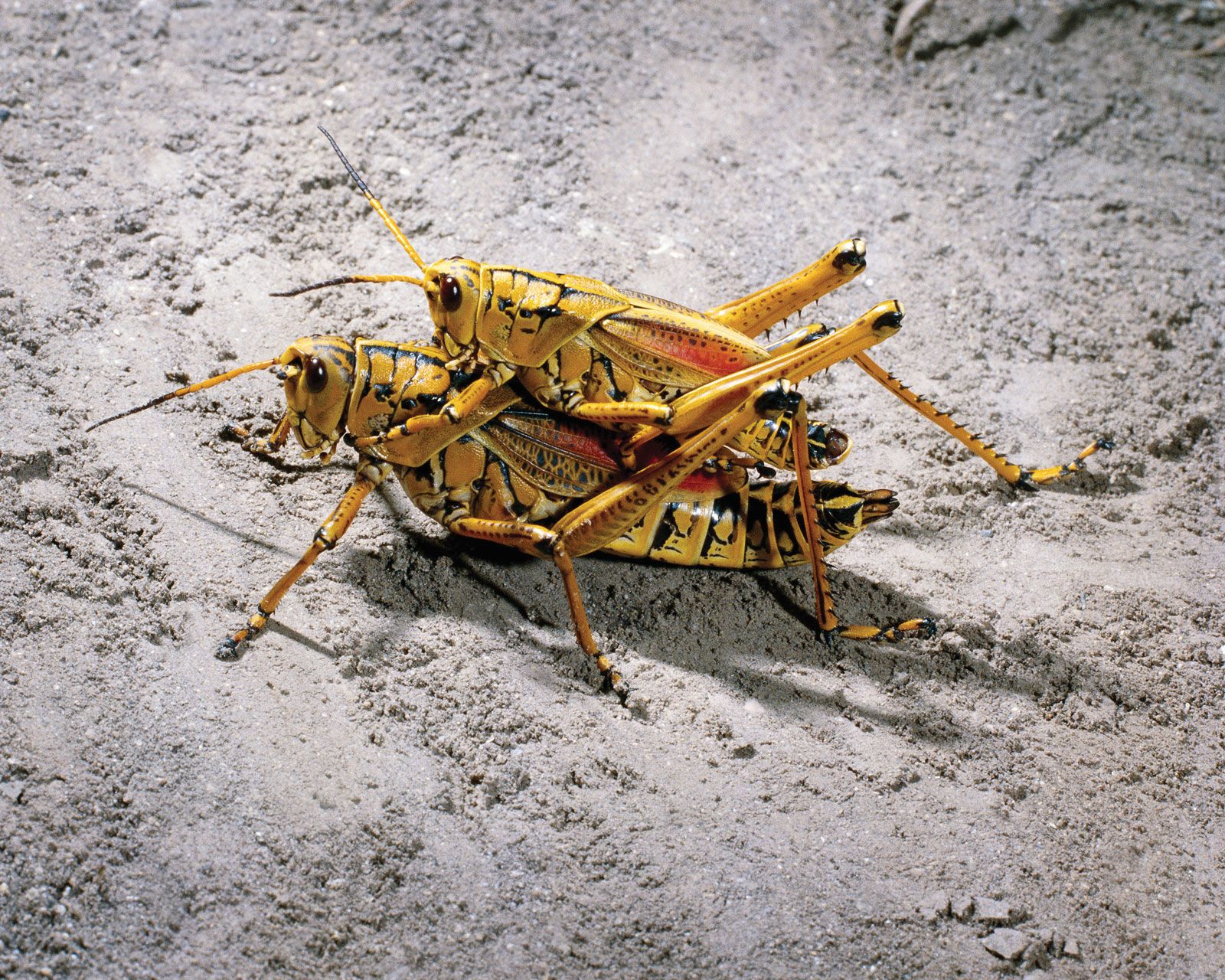 Grasshopper | Description, Features, &amp; Species | Britannica