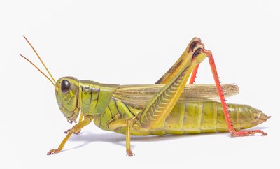 Grasshoppers – Fairfax Gardening