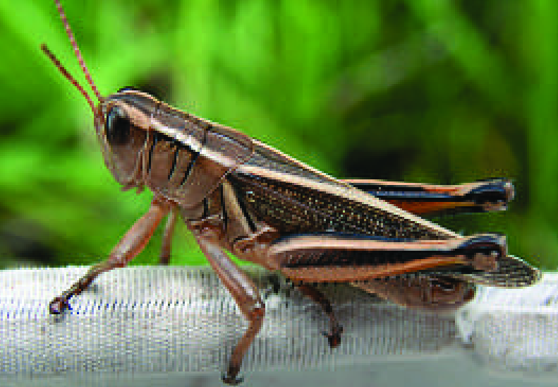 Grasshoppers – Fairfax Gardening