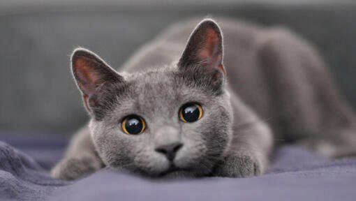 7 Grey Cat Breeds That Look Completely Mesmerising | Purina