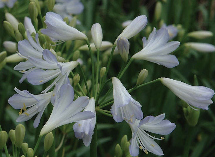 10 Easy Pieces: Gray Flowers - Gardenista