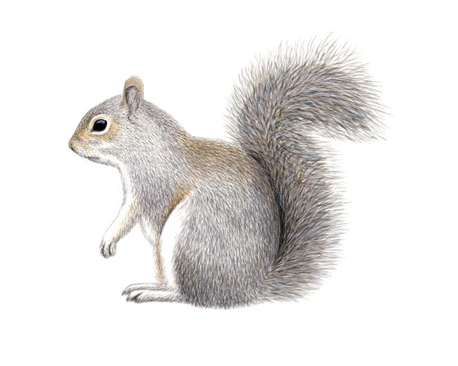 gray squirrel cliparts