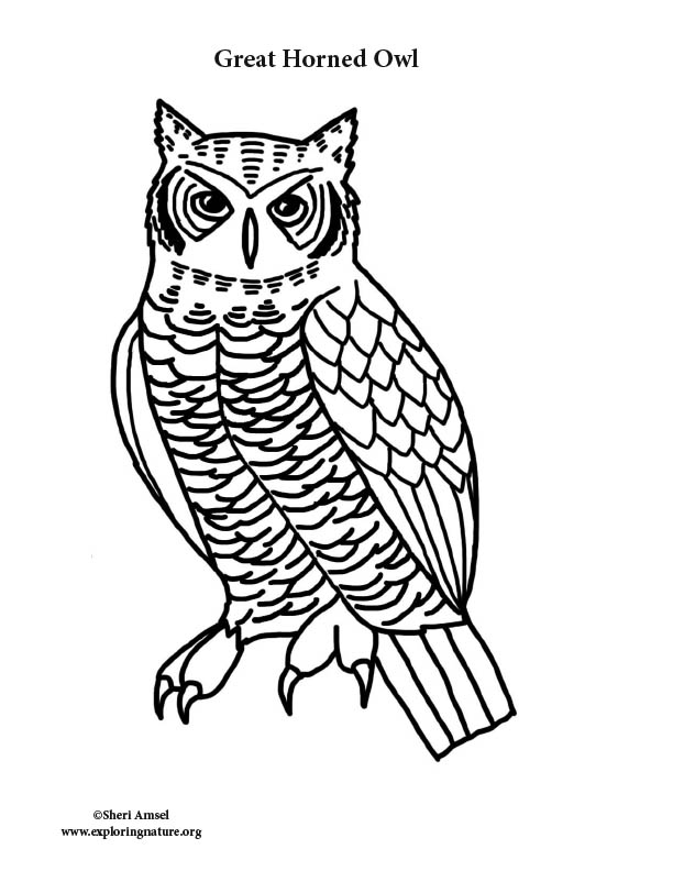 Great Horned Owl Outline Coloring Pages Sketch Coloring Page