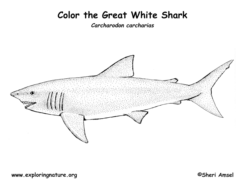 great white shark coloring page