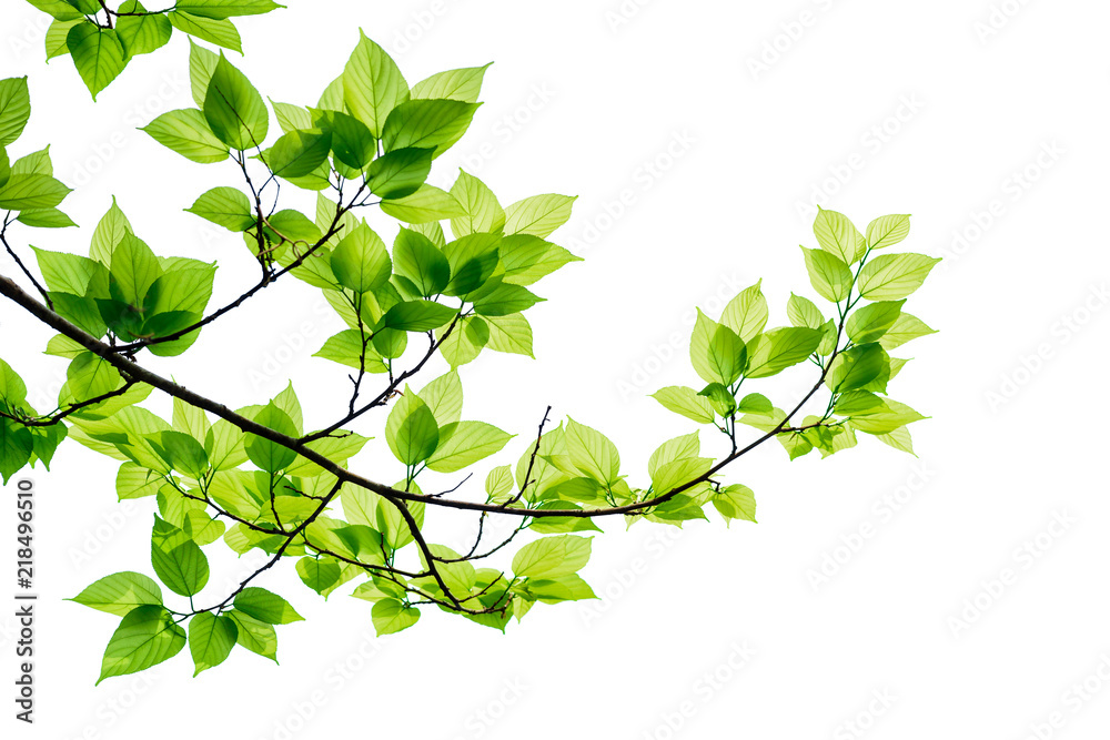 Green tree leaves and branches isolated on white background. Stock ...
