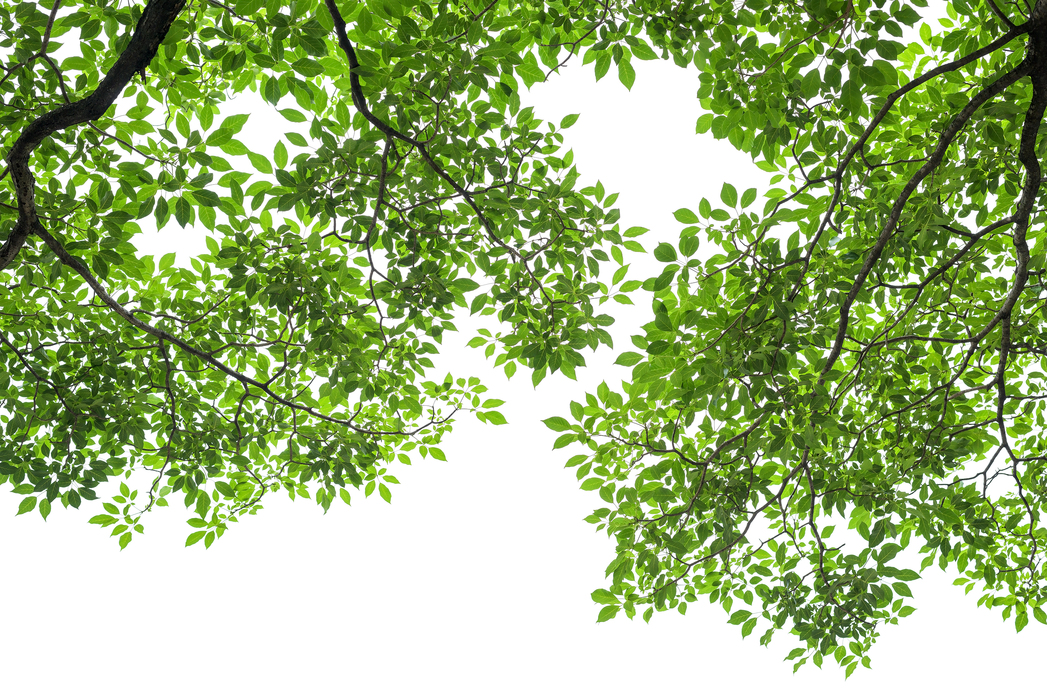 Green Tree Leaves and Branches