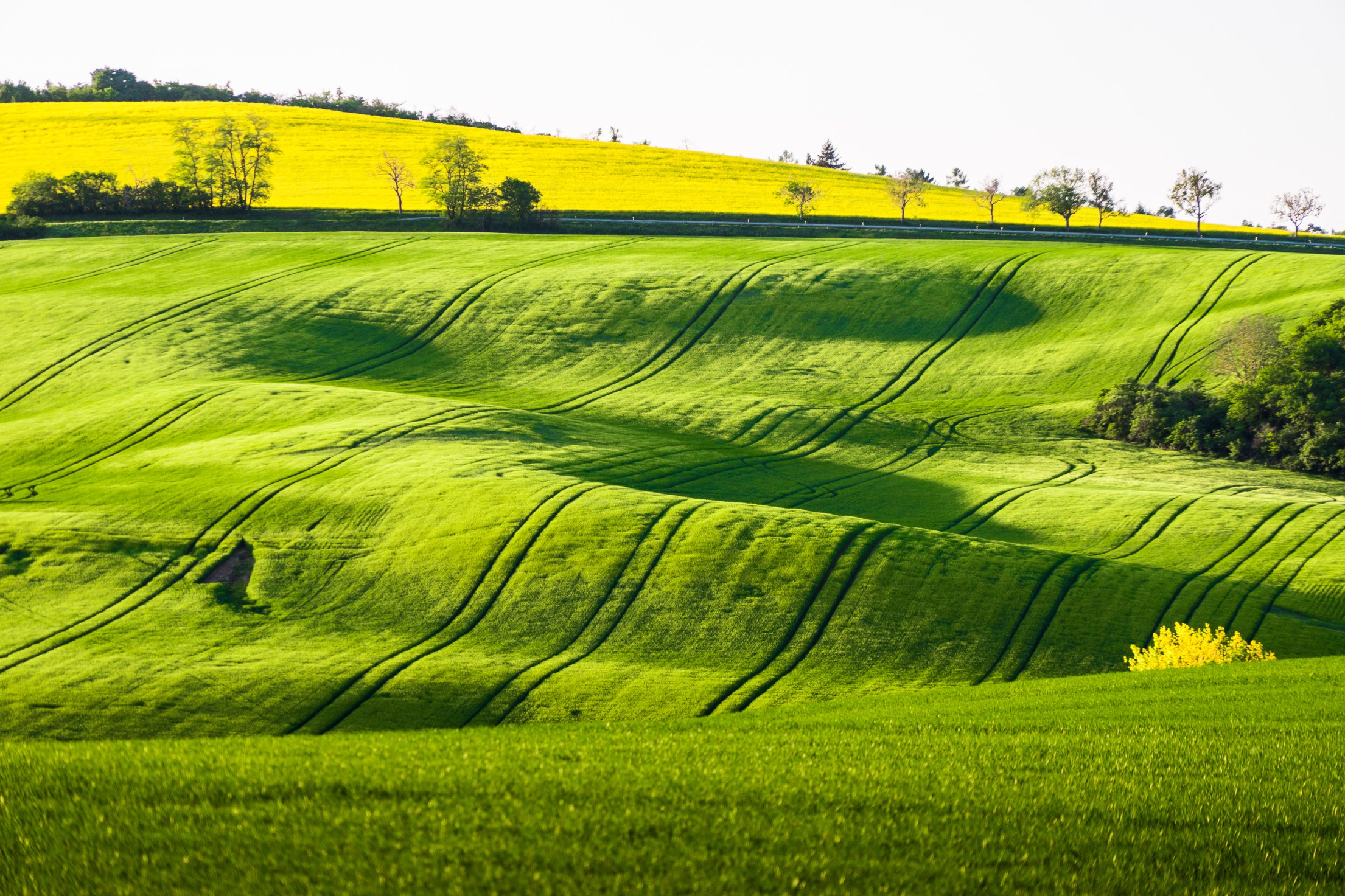 Green Fields | Free Nature Image by picjumbo