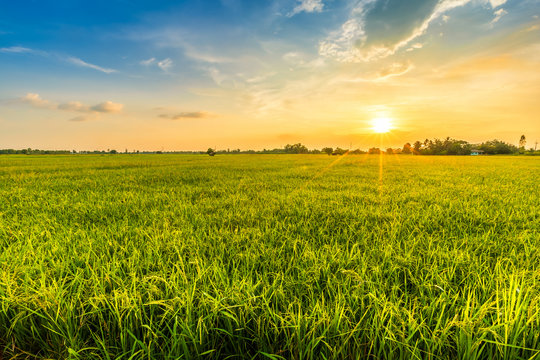 green fields