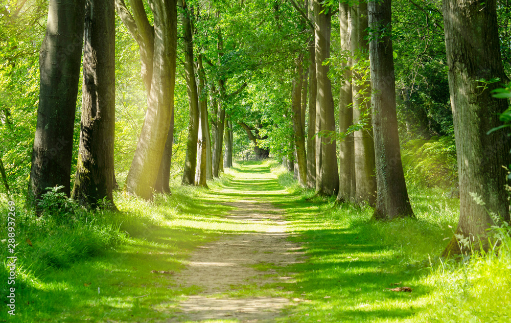 green forest trees