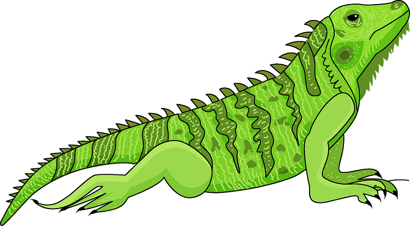 green iguana cliparts