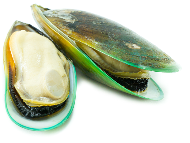 Mussel PNG transparent image download, size: 620x467px