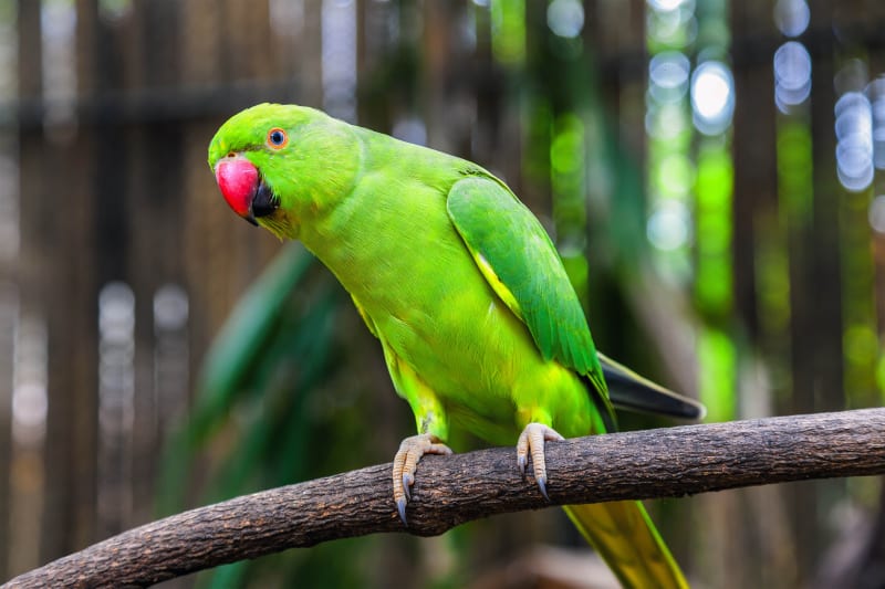 green parrots