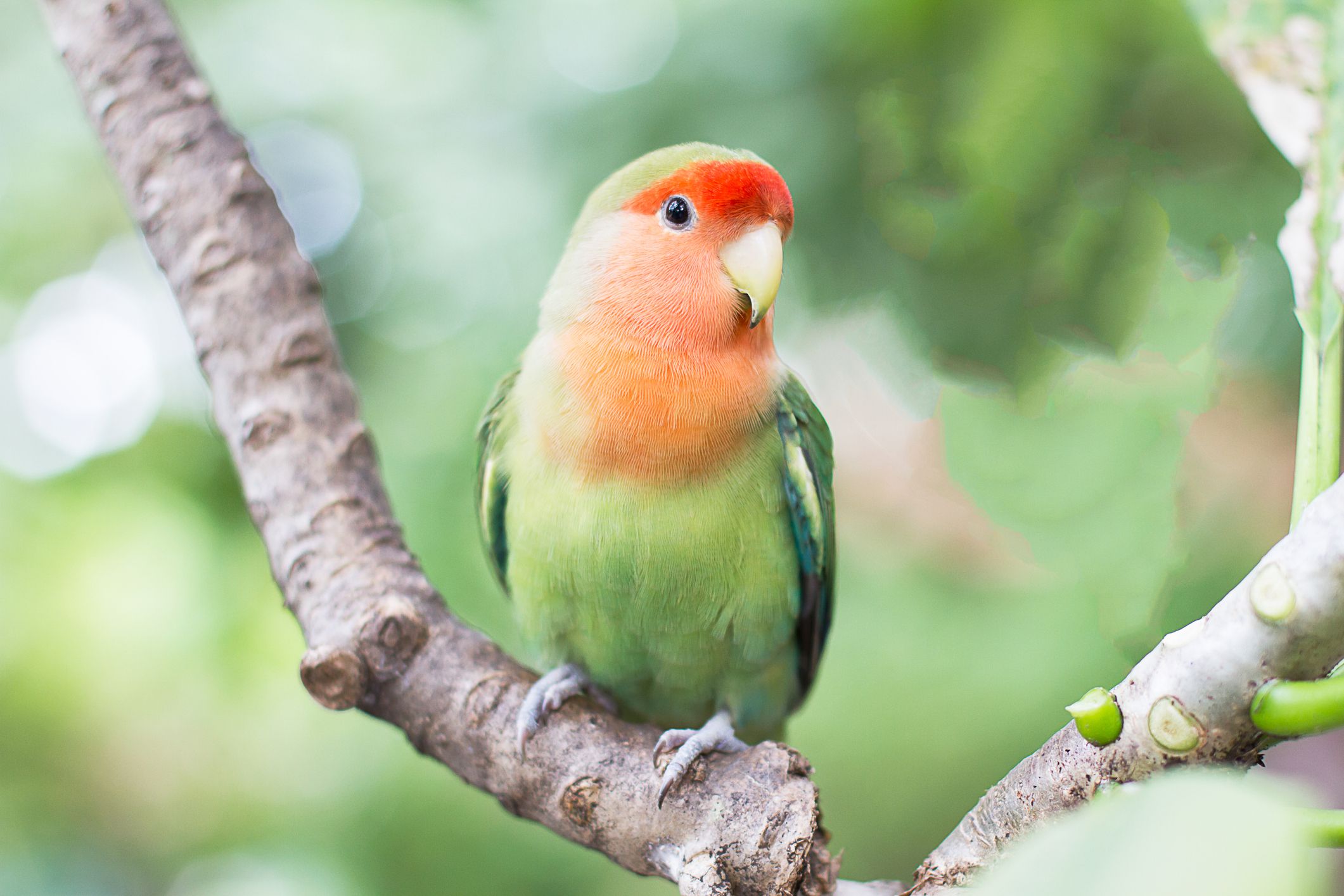 green parrots