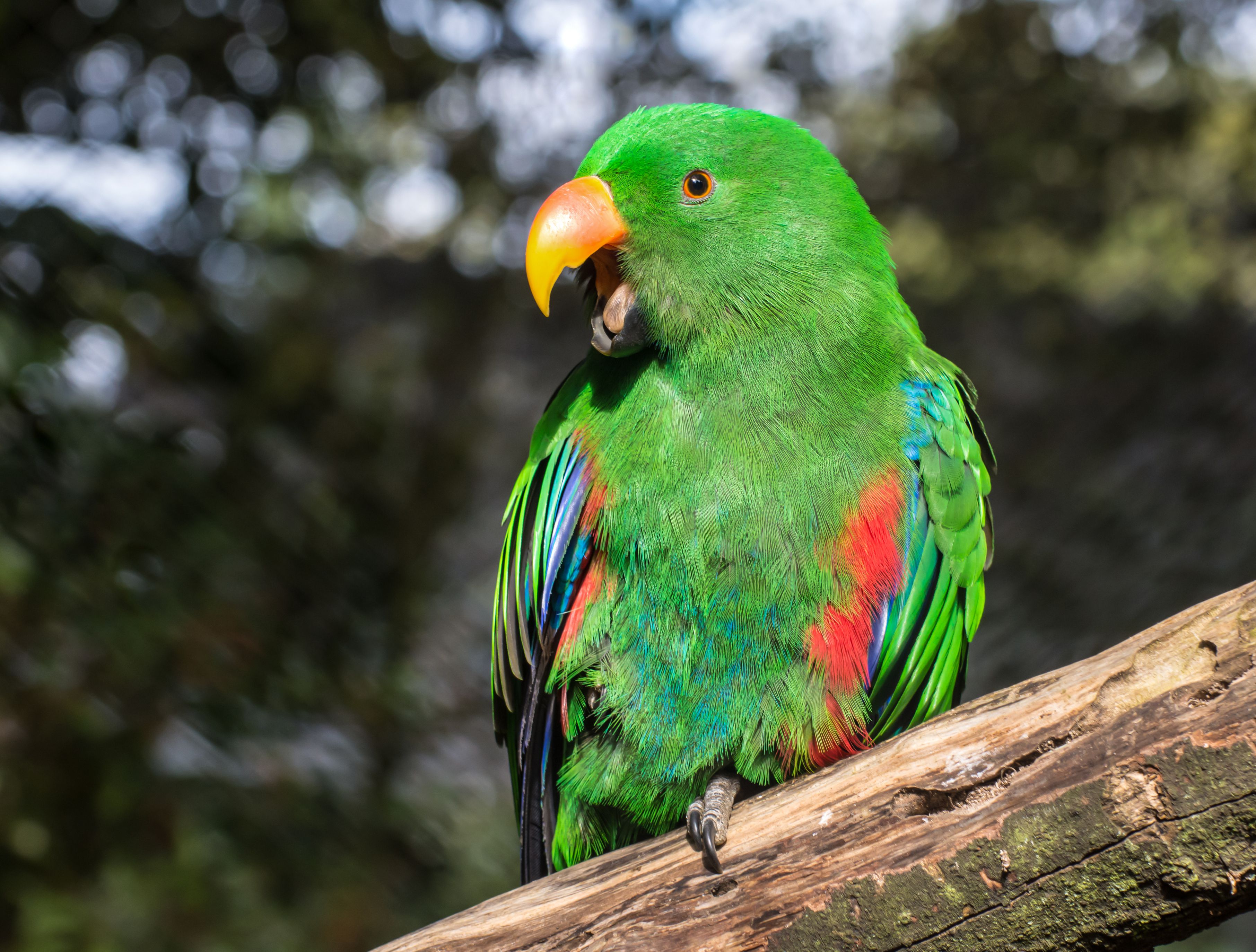 green parrots